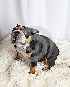 English bulldog sitting in studio