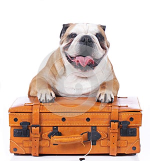 English bulldog sitting on travel suitcase