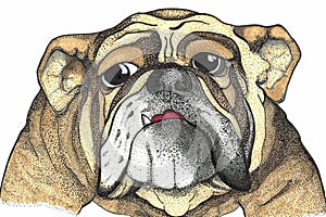 English bulldog Sketch photo