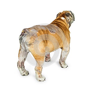 English Bulldog With Skin Rashes from Allergies