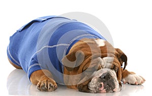 English bulldog sleeping