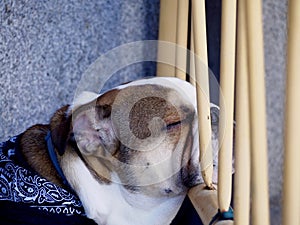 English bulldog sleeping