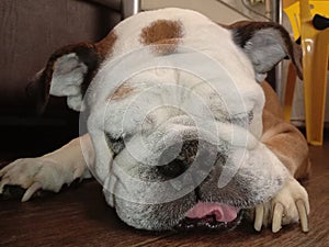 English bulldog sleeps on the floor