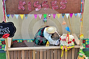 English Bulldog sniffing the popcorn cake at the kissing booth