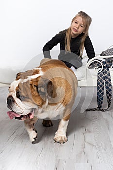 An English bulldog is standing by the bed and his beloved little girl is sitting on the bed to play with. A little girl