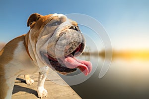 English bulldog standing on the dock