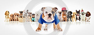 English bulldog standing in front of dogs pack