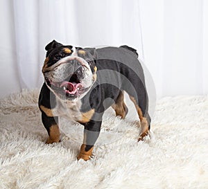 English bulldog standing, happy