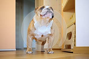 English bulldog standing in room, view