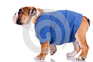 English bulldog standing and wearing nice clothes