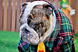 English Bulldog sulking face in plaid shirt for canine June party