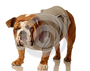 English bulldog with sweatsuit