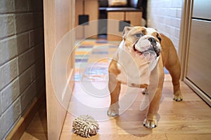 English bulldog with toy for dog standing in the