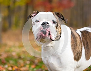 An English Bulldog with an underbite, outdoors with colorful autumn leaves