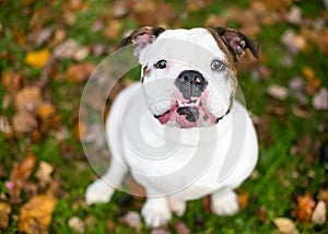 A English Bulldog with an underbite, surrounded by autumn leaves