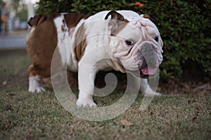 English Bulldog urinate on the grass photo