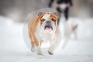 English Bulldog walking on winter