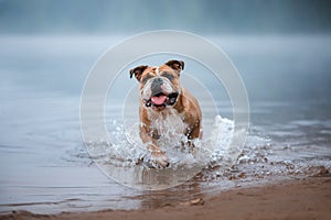 English bulldog in water