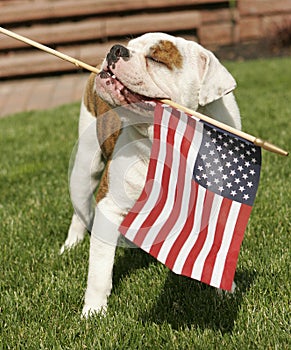 English Bulldog Waving American Flag