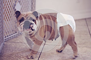 English bulldog wearing a baby diaper