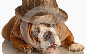 English bulldog wearing fedora