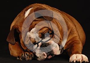 English bulldog wearing glasses