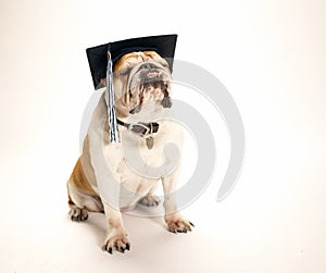English Bulldog wearing a graduation cap with tassel
