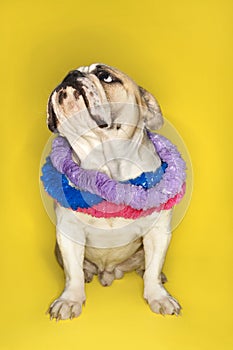 English Bulldog wearing a lei.