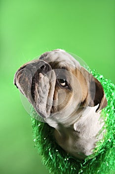 English Bulldog wearing lei.