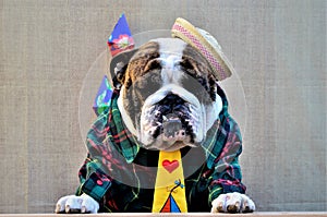 An english bulldog wearing a straw hat and green striped shirt in the tent