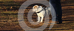 English bulldog with white and brown hair fur stands close his master with brown leather boots and trousers or pants jeans