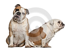 English bulldogs, 5 years old, sitting