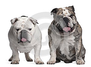 English Bulldogs, 6 years old