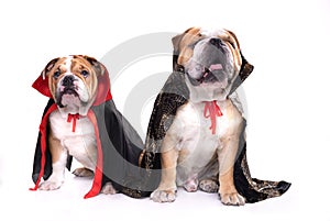 English bulldogs as vampires