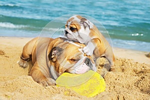 English Bulldogs playing on the beach