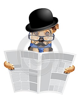 English business dog with bowler reading blank newspaper isolated