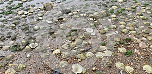 Shells lowtide photo
