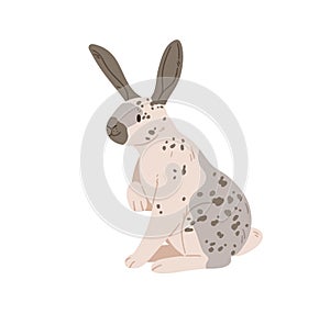 English checkered breed of giant rabbit with spots on fur. Spotty bunny sitting. Cute domestic animal. Coney pet with