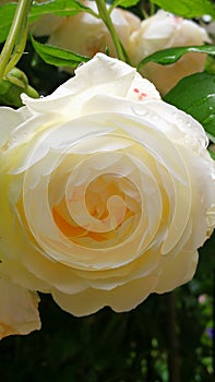 English Climbing Rose flower close up after rain.