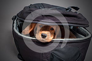 English cocker spaniel dog sleep in photographer backpack with lens photo