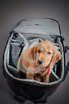English cocer spaniel dog sleep in photographer backpack with lens photo