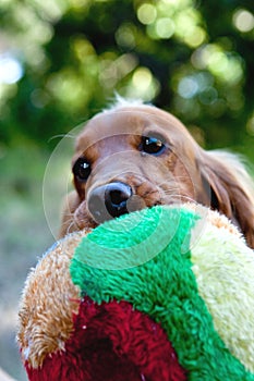 English Cocker Spaniel