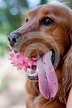 English Cocker Spaniel
