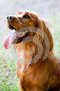 English Cocker Spaniel photo