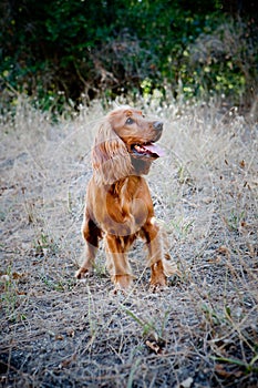 English Cocker Spaniel