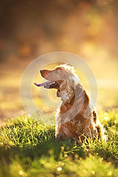 English cocker spaniel