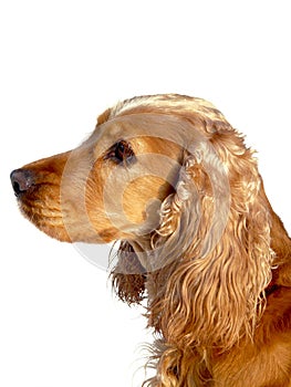 English Cocker Spaniel