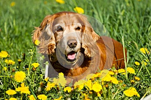 English cocker Spaniel