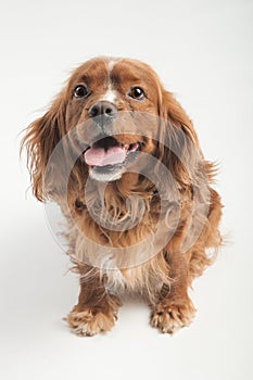 English Cocker Spaniel