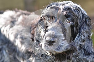 English Cocker Spaniel